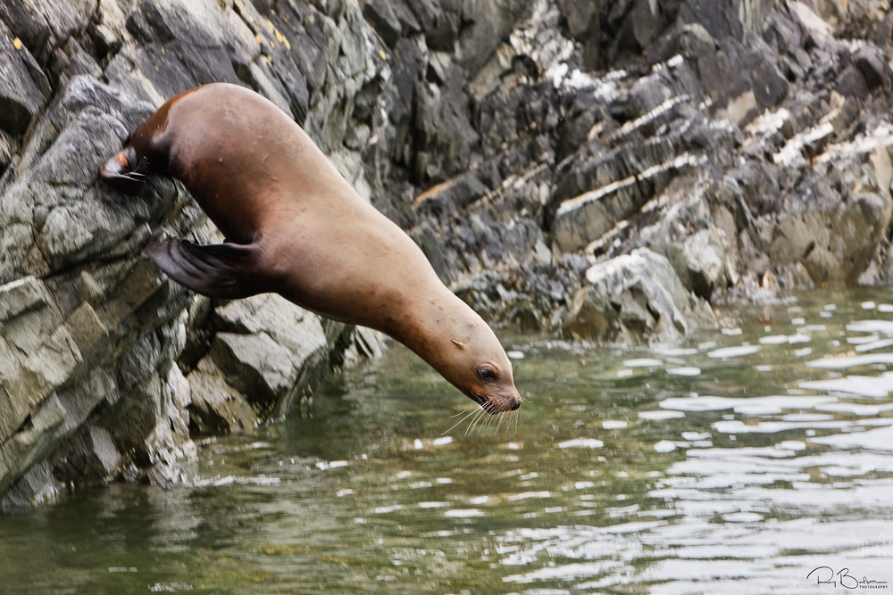 A Steller Sea Lion (Eumetopia jubatus) dives into the water of Frederick Sound from a cliff on Sail Island rookery in the Inside Passage of Southeast Alaska. Summer. Afternoon.