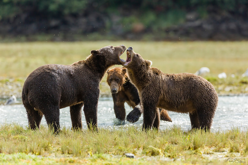 Male brown bears (Ursus arctos) vocalize for dominance to fish for salmon along Geographic Creek at Geographic Harbor in Katmai National Park in Southwestern Alaska. Summer. Afternoon.