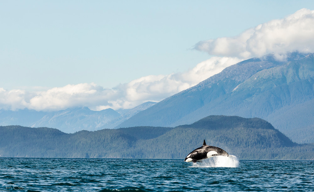 A Killer Whale (Orcinus orca) leaps into the air during a hunt chasing a porpoise in Lynn Canal in Southeast Alaska. Summer. Evening.