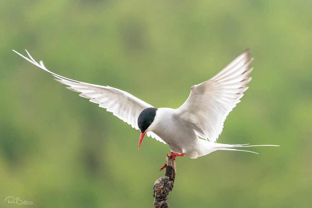 Arctic Tern (Sterna paradisaea) perched on branch at Potter Marsh in Southcentral Alaska. Spring. Morning.