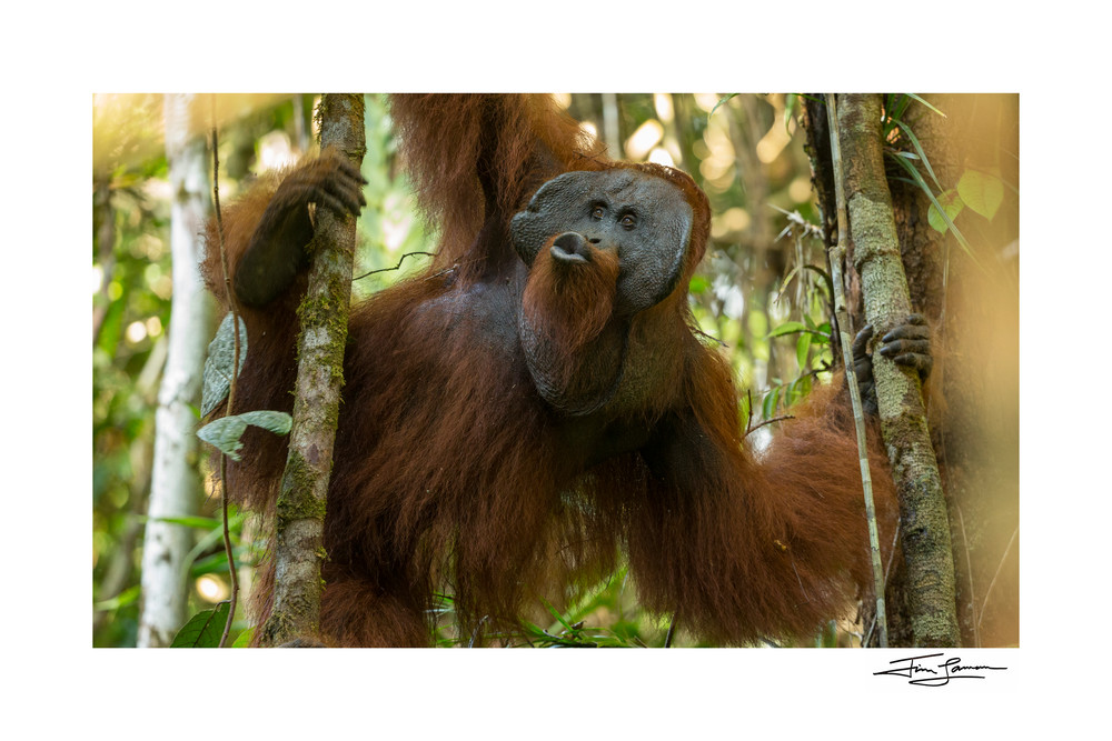Adult male orangutan hanging from the trees kissing.  Art photograph for your walls.