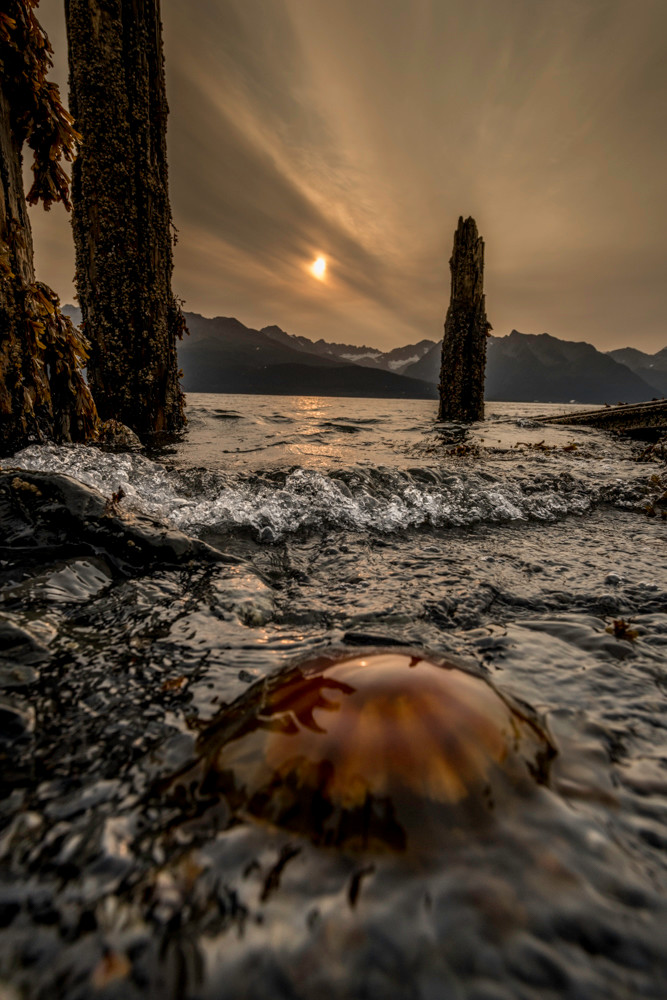 Jellyfish sunrise, Alaska