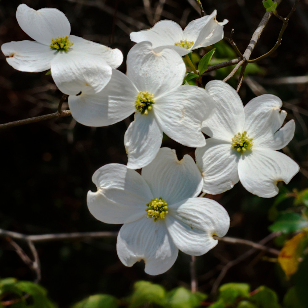 Dogwood Blooms Art | Drew Campbell Photography