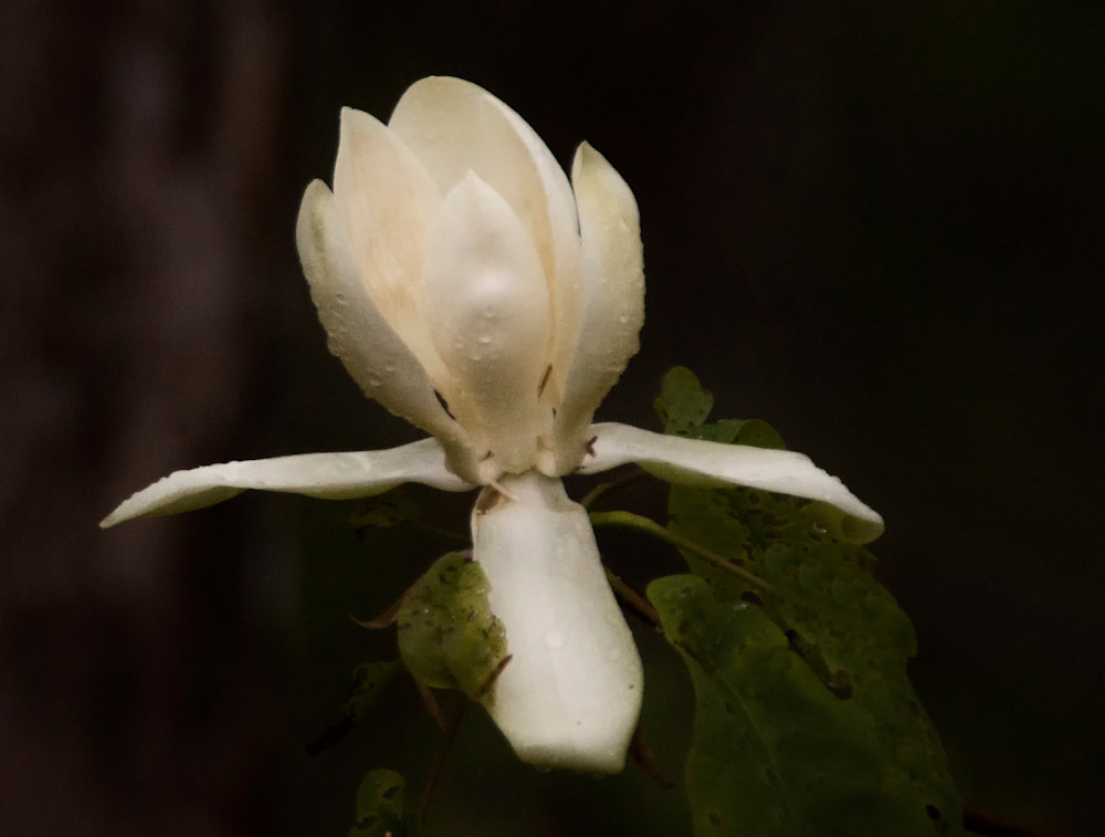 Wild Magnolia   Western North Carolina Art | Drew Campbell Photography