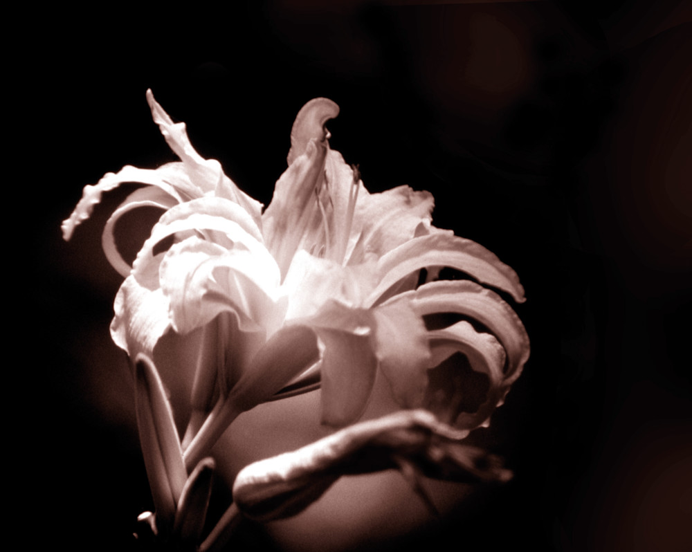 Daylily