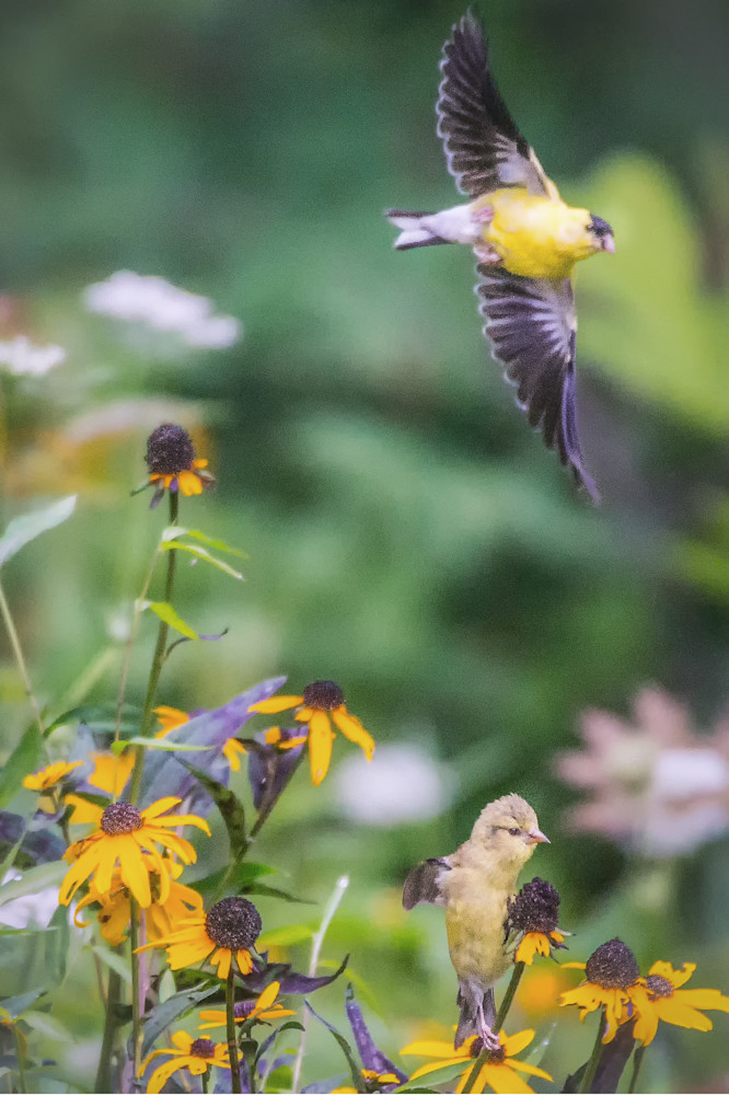 Momma And Baby Goldfinches Art | Drew Campbell Photography
