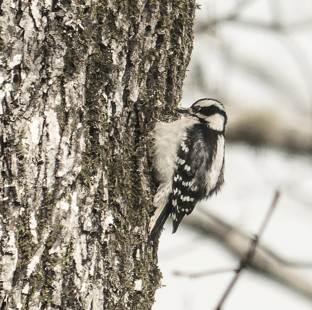 Woodpecker Art | Drew Campbell Photography