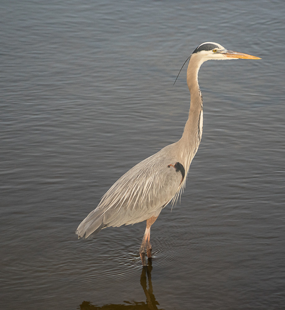 Great Blue Heron Art | Drew Campbell Photography