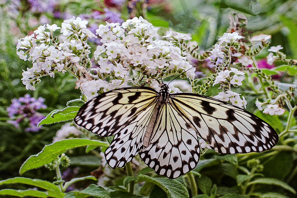White Lace Butterfly
