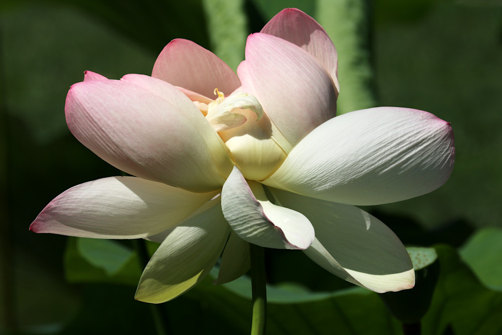 Lotus Blossom Art | ElizabethMooreSTL, LLC
