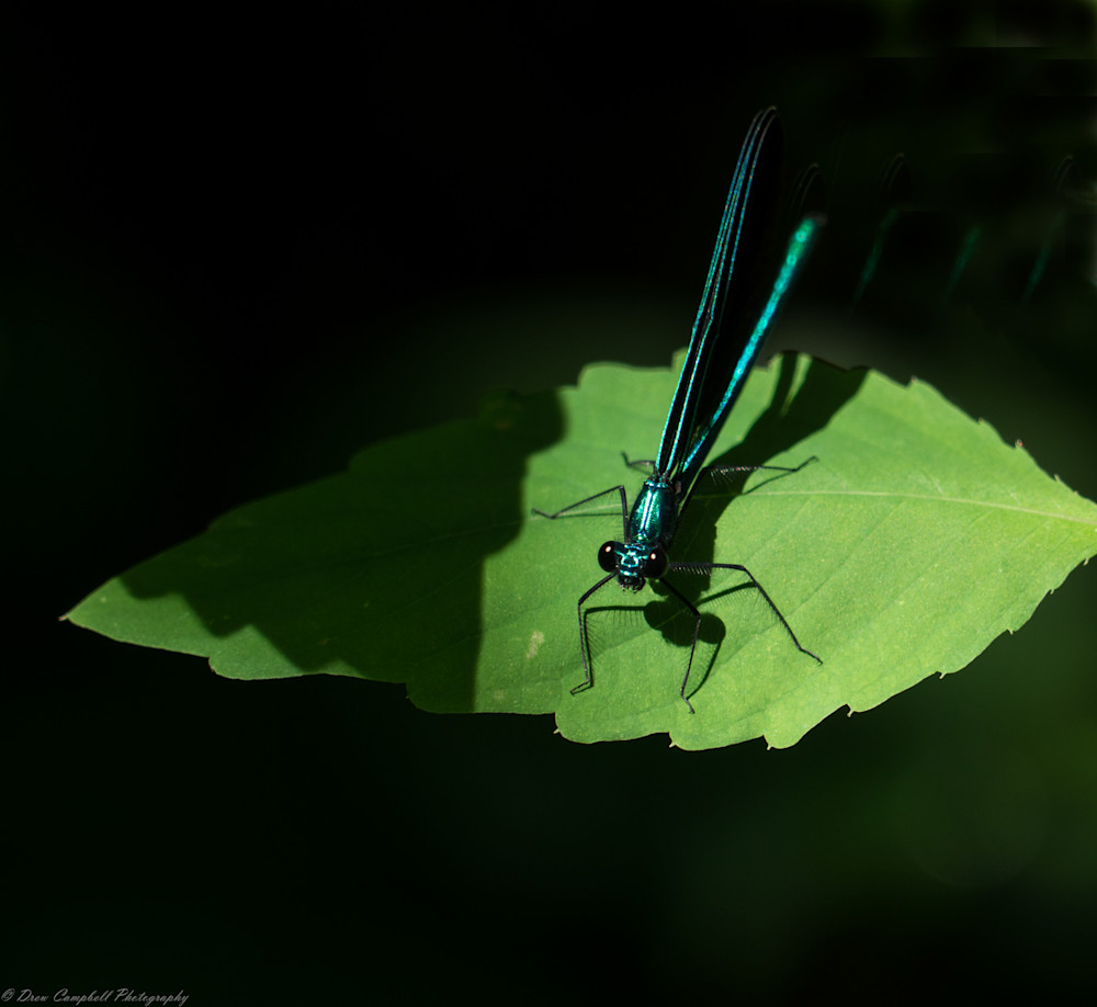 Dragonfly  Art | Drew Campbell Photography