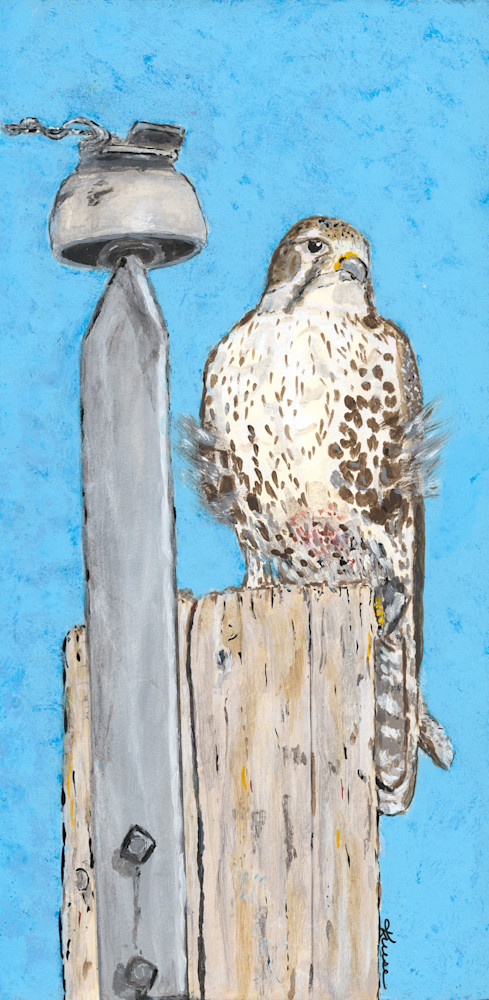 Robyn Kruse - Prairie Falcon