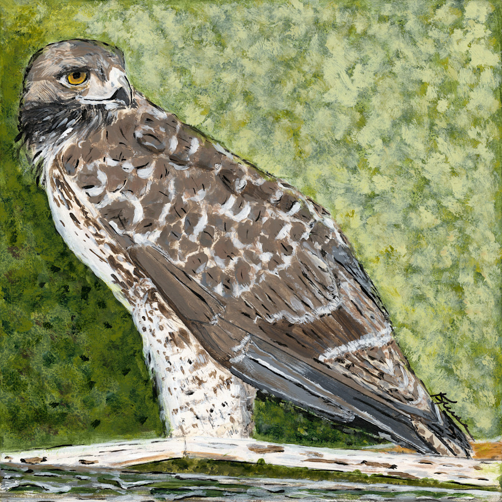 Robyn Kruse - Young Red Tail