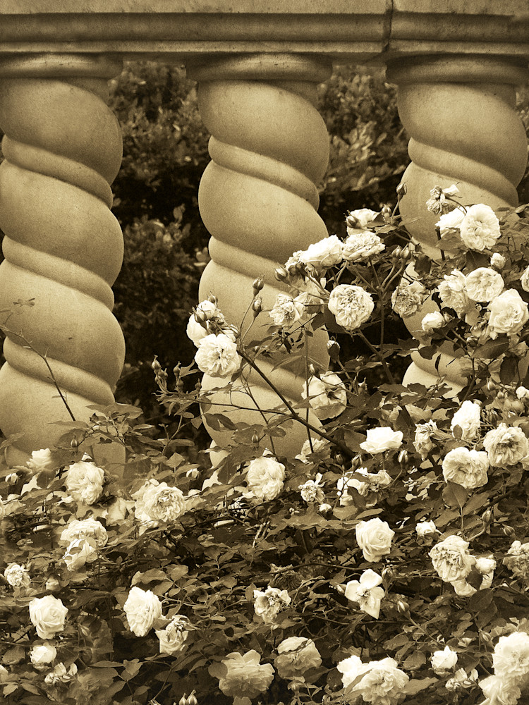 Classical Rose