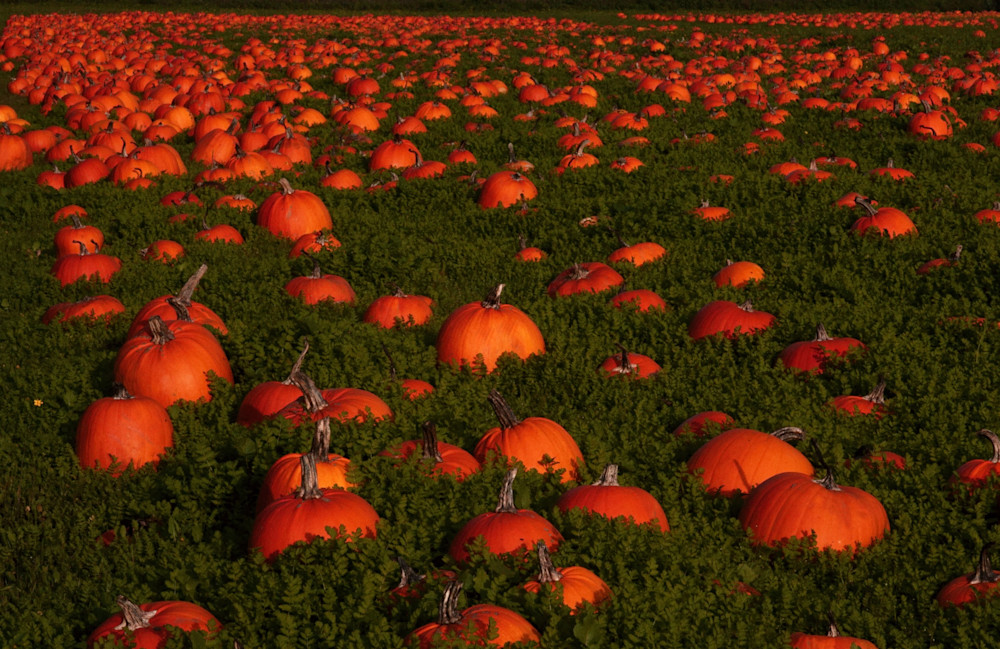 Pumpkin Field Art | Drew Campbell Photography