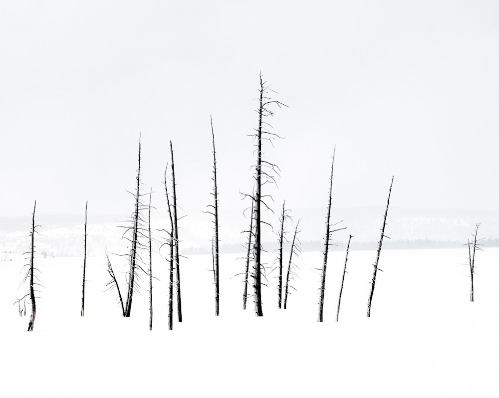 Trees In Yellowstone Art | Drew Campbell Photography