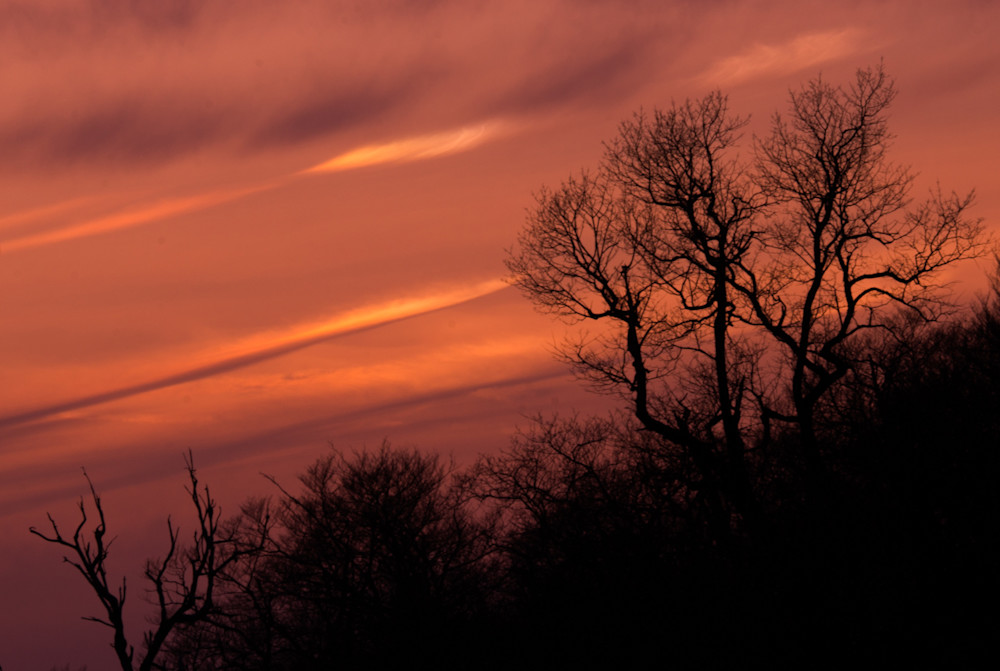 Trees At Sunset Art | Drew Campbell Photography