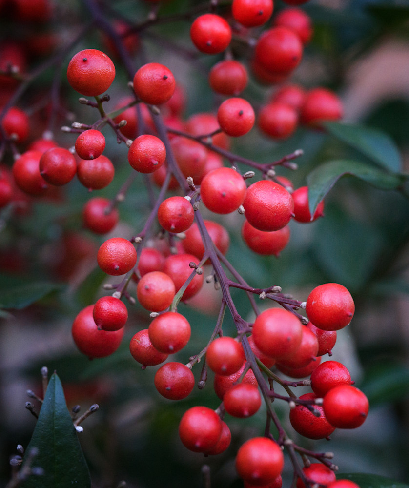 Nandina Berries Art | Drew Campbell Photography
