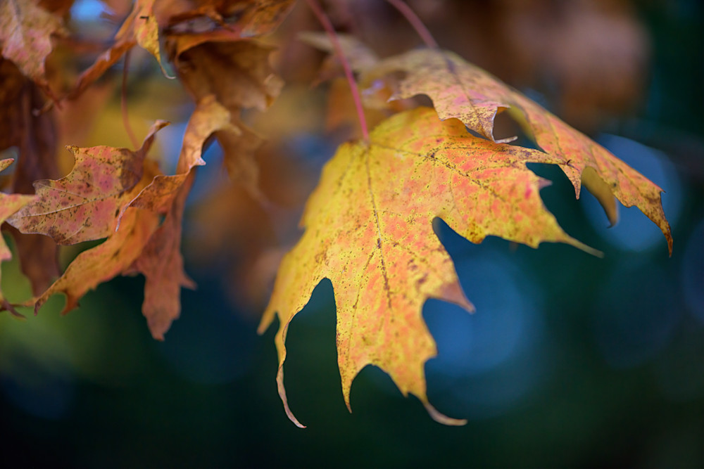 Changing Leaves | Shop Photography by Rick Berk Changing Leaves | Shop Photography by Rick Berk