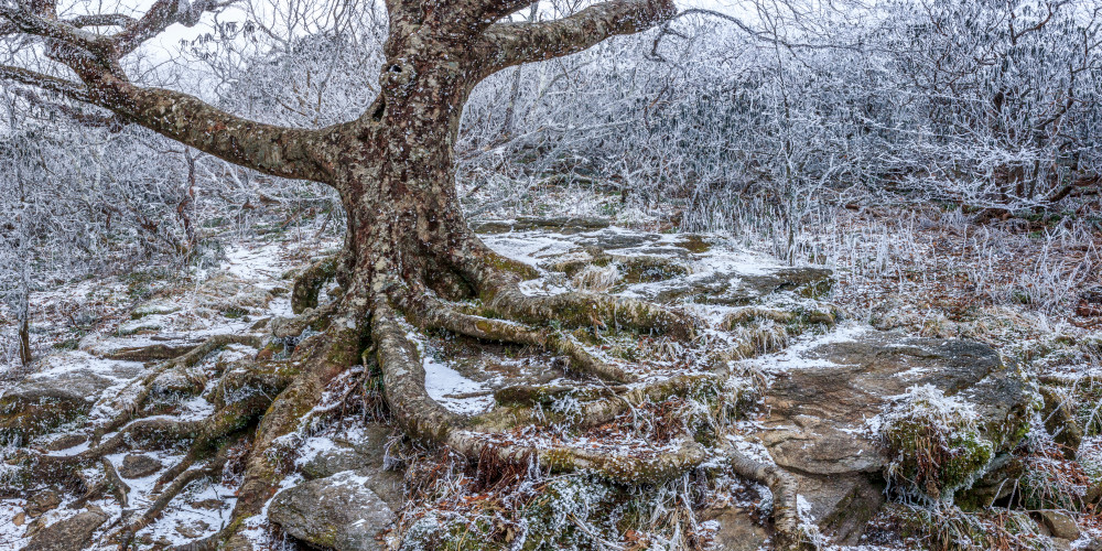 Ice And Roots Art | Red Rock Photography