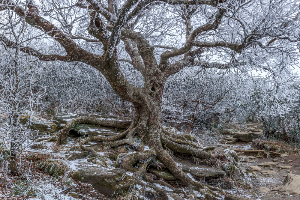 Frozen Birch Art | Red Rock Photography