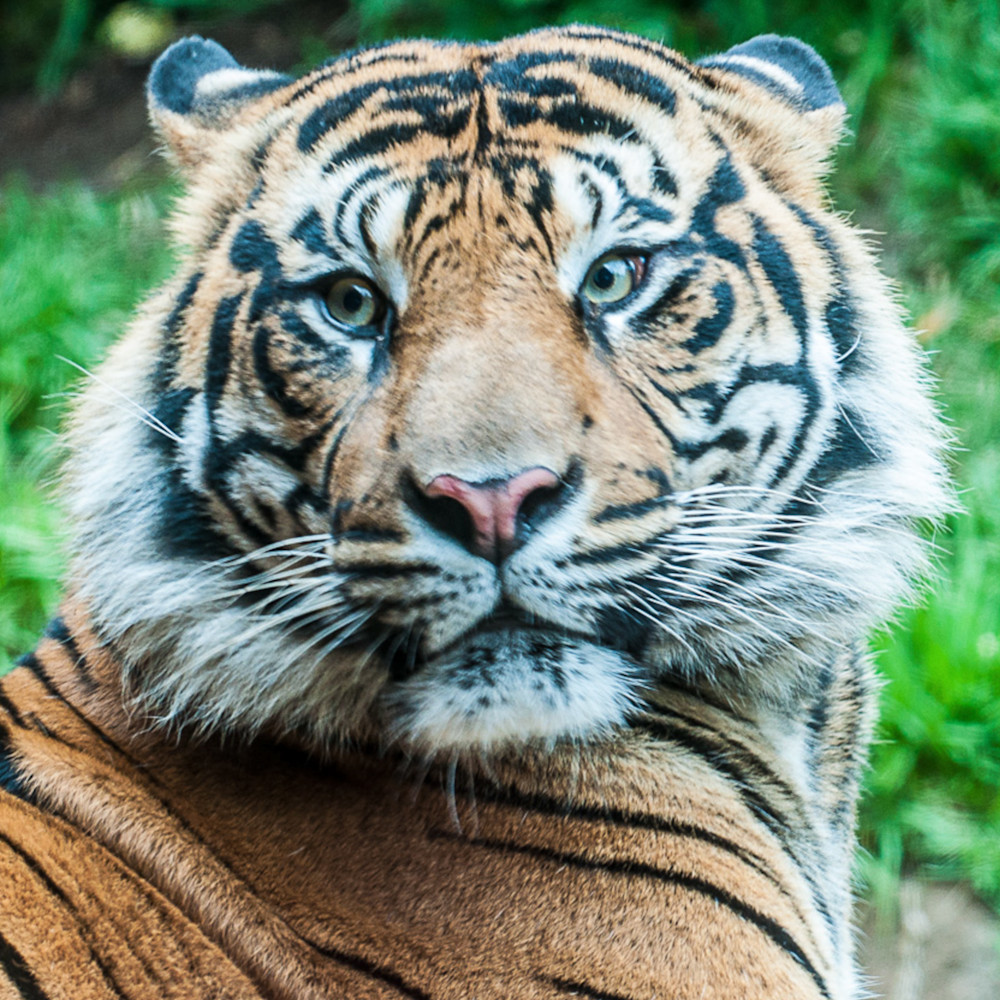 Tiger-Portrait