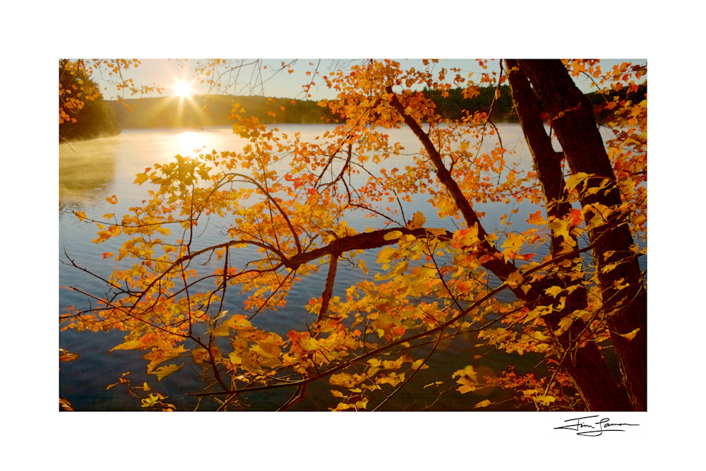 Photograph of sunrise over Walden Pond through a fall tree.