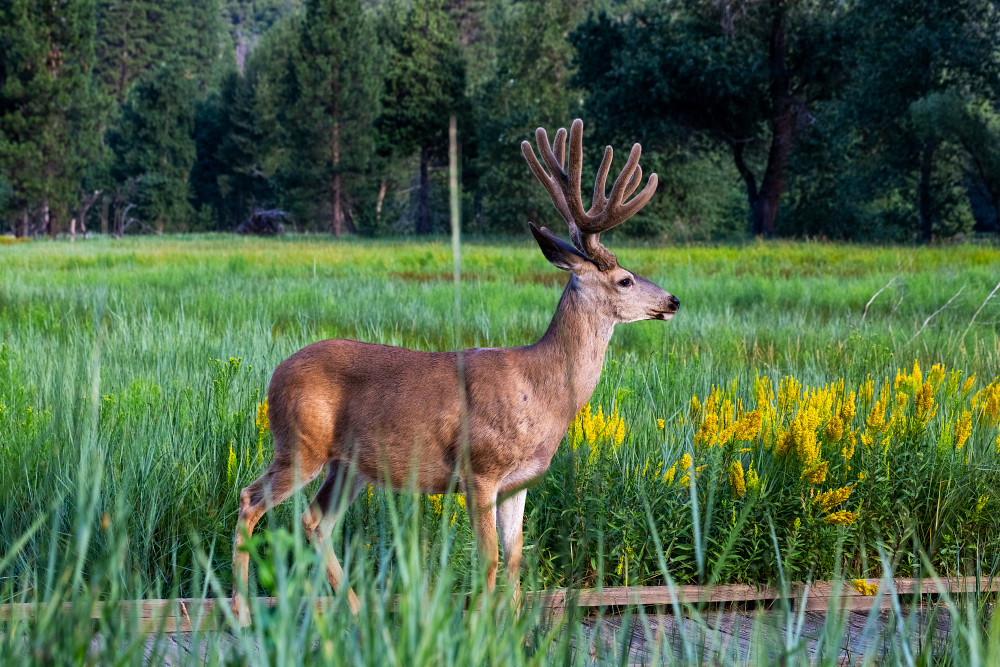 Mule Deer In Meadow Photograph For Sale As Fine Art