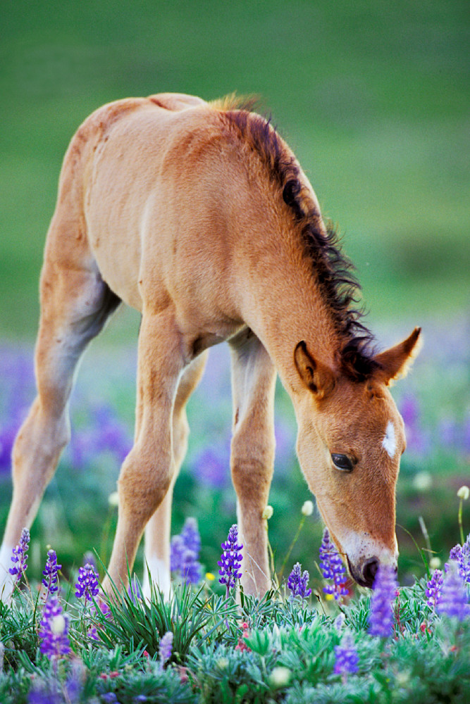 Wild Horse colt with wildflowers.  Montana.  Summer.
