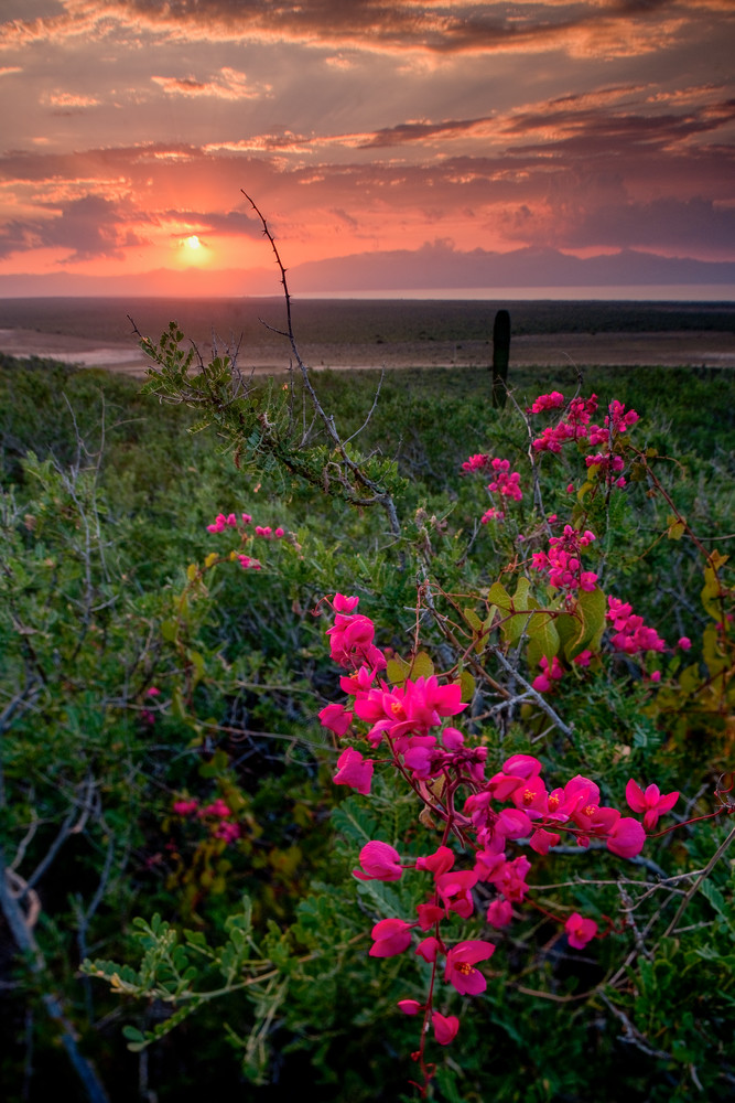 Pink Flower Sunset Photography Art | Craig Primas Photography
