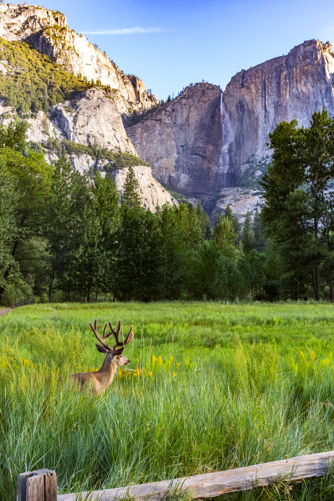 Yosemite Falls With Mule Deer Photograph For Sale As Fine Art