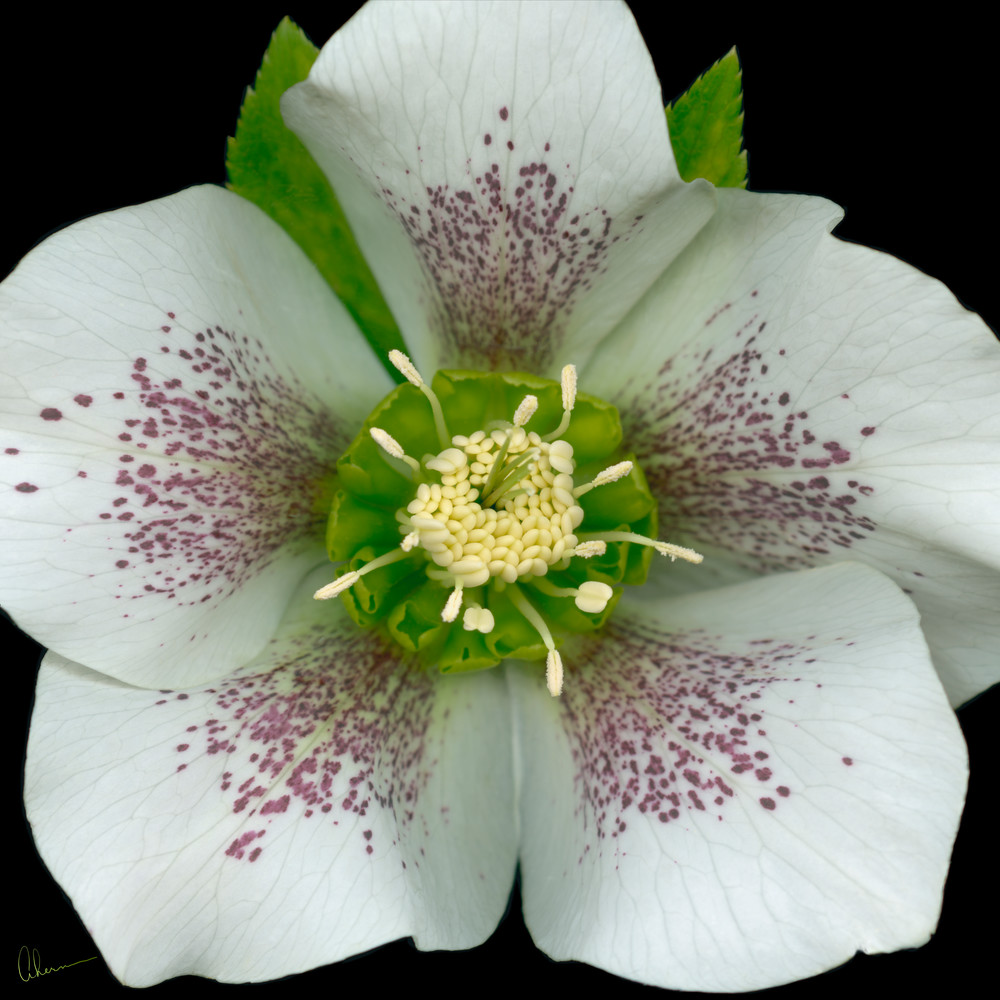 Royal Heritage Hellebore Squared. Contemporary ultra high resolution wall art. A print of an original artwork by Mary Ahern Artist.
