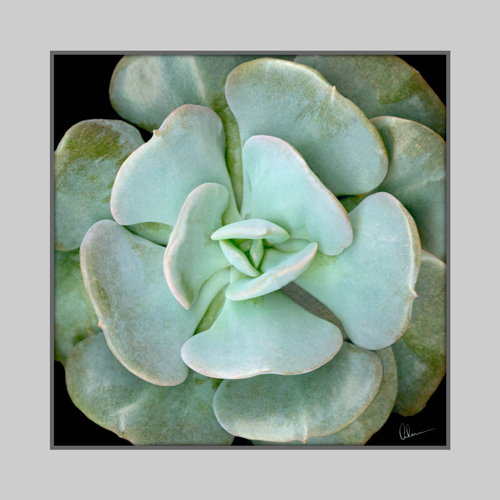 Echeveria - Topsy Turvy Squared #1. Contemporary ultra high resolution wall art. A print of an original artwork by Mary Ahern Artist.