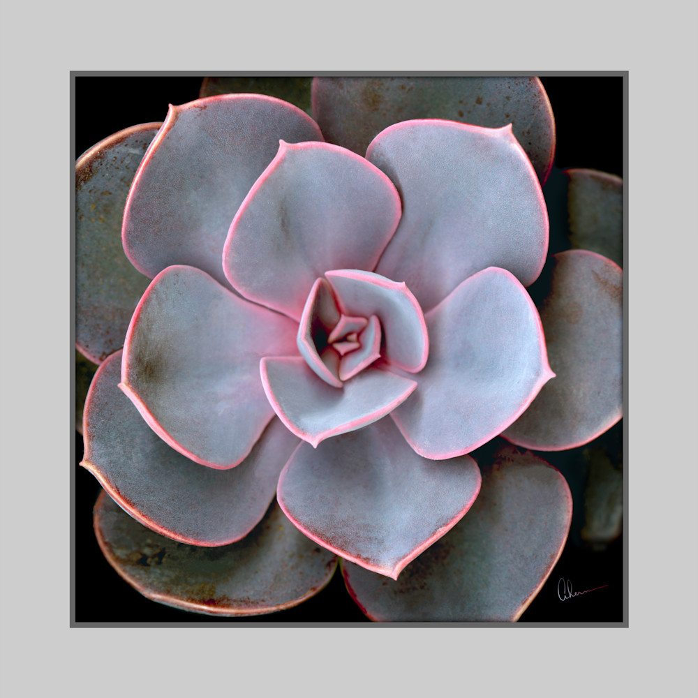 Echeveria - Purple Pearl Squared. Contemporary ultra high resolution wall art. A print of an original artwork by Mary Ahern Artist.
