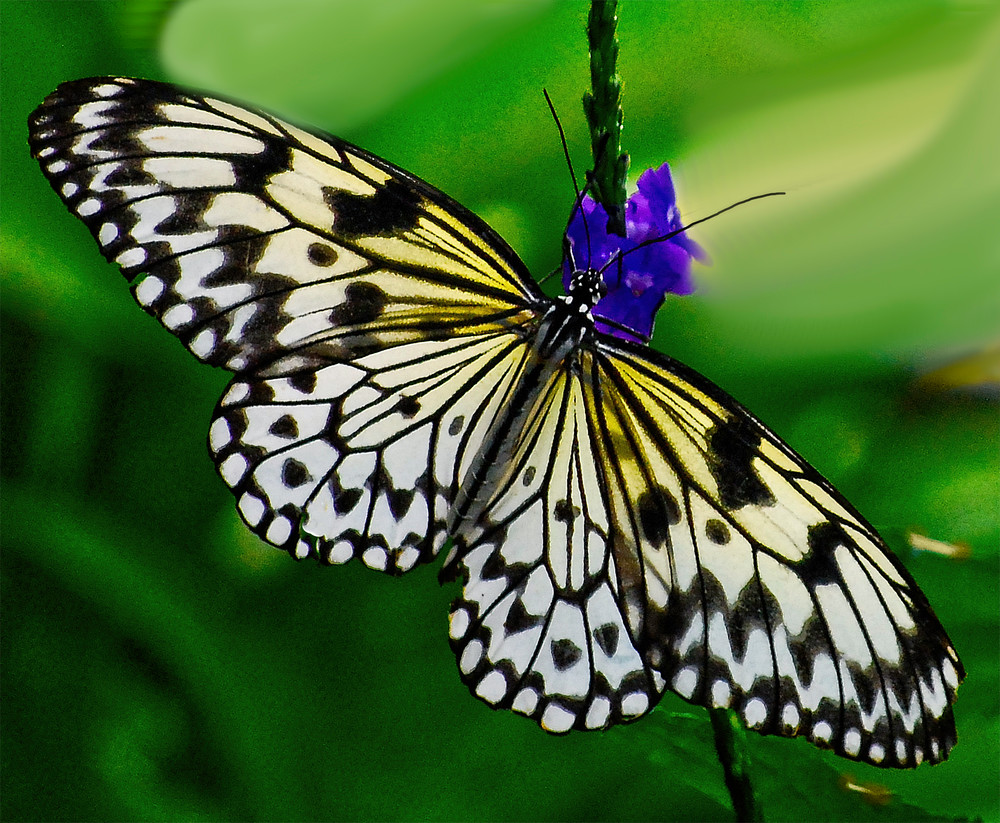 Black and White Striped Butterfly