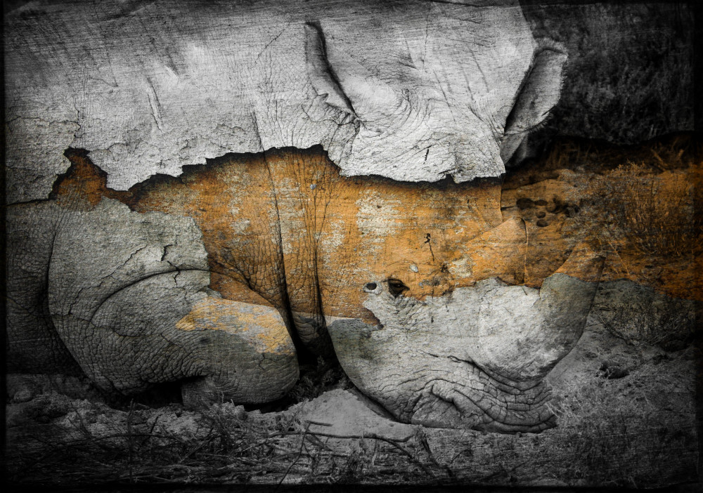 Rhino No. 1, 2018 by artist Carolyn A. Beegan