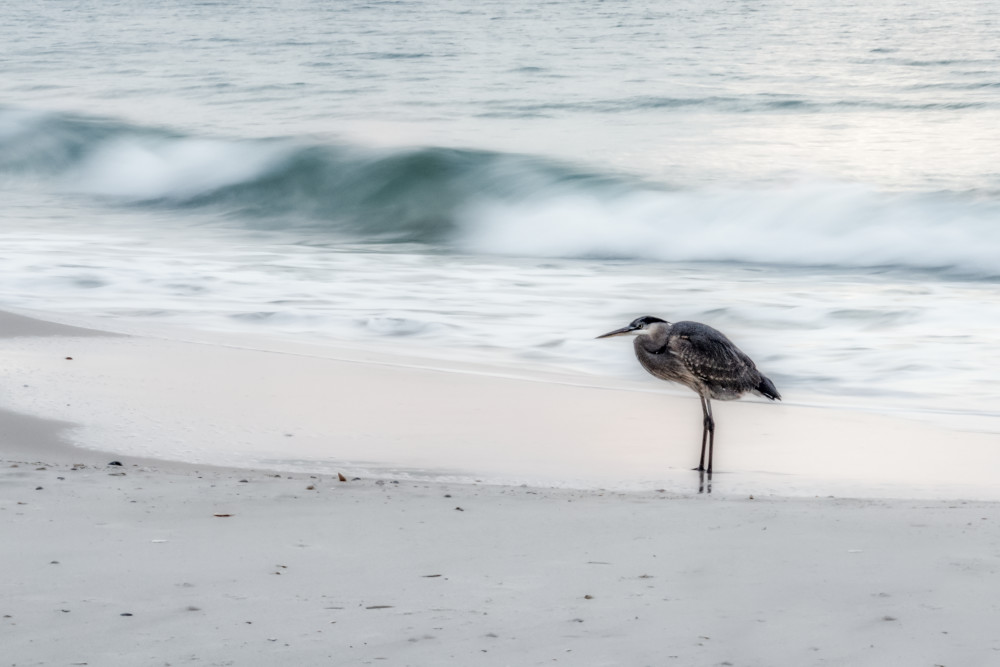 Beachbird Photography Art | 4 points photography