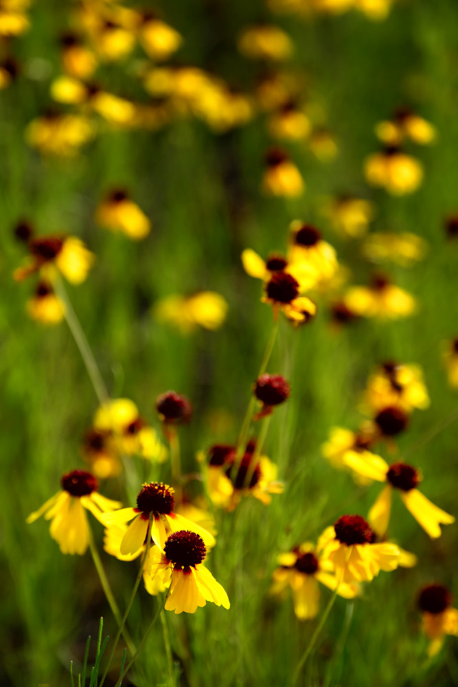Texas Gold Wildflowers
