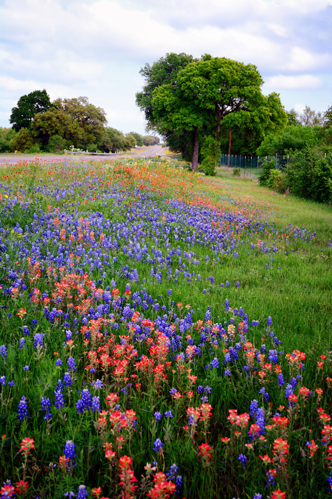 Hill Country Wildflowers