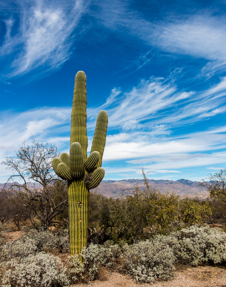 Desert Beauty: Saguaro Cactus