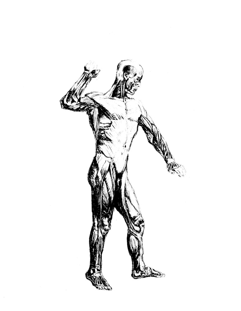 anatomy man
