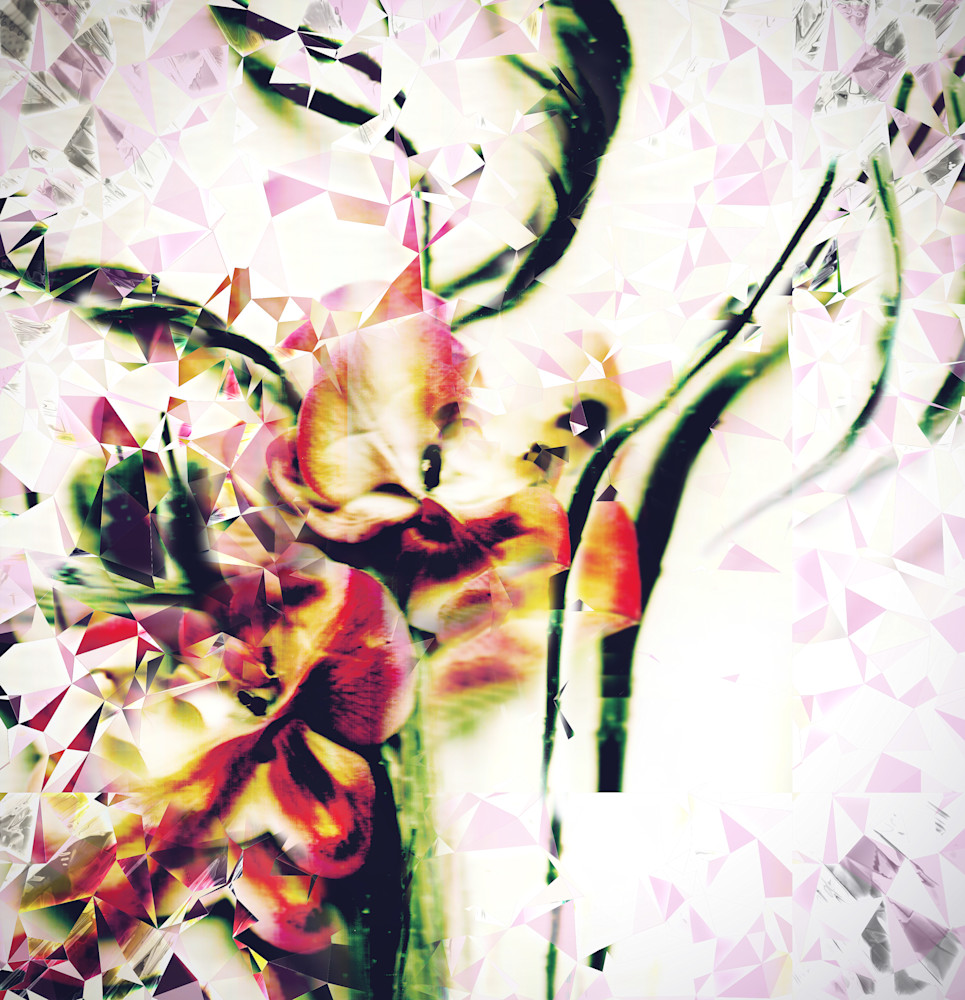 moth orchid mirror