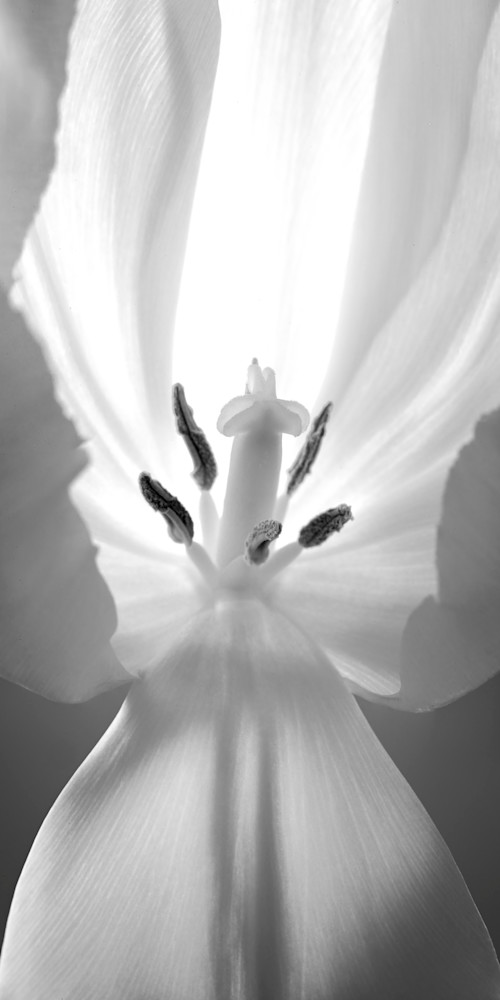 Grayscale Flower Portrait Photography Art | templeimagery