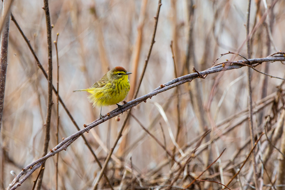 Yellow Warbler Migration Photography Art | Nathan Larson Photography