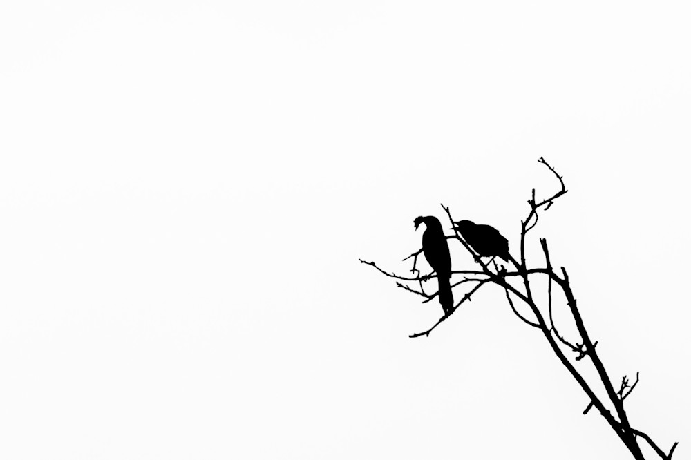 Bird Silhouette Ii Photography Art | Nathan Larson Photography