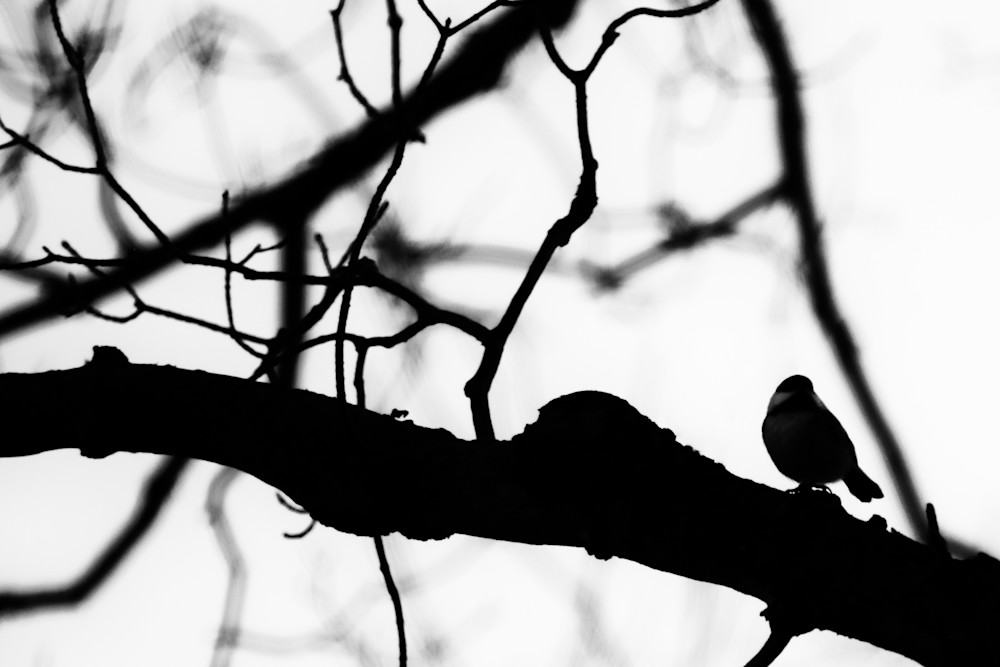 Bird Silhouette Iv Photography Art | Nathan Larson Photography