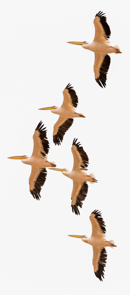 Pelicans in vertical panorama