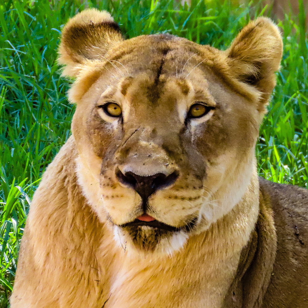 Elder-Lioness-Photograph