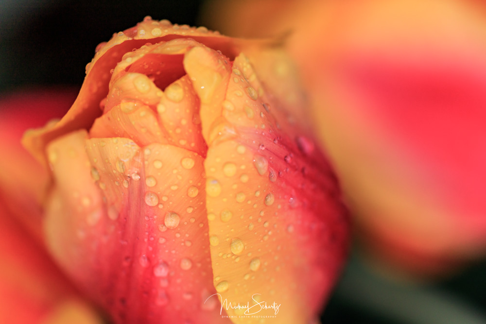 Tulips & Raindrops Photography Art | dynamicearthphotos
