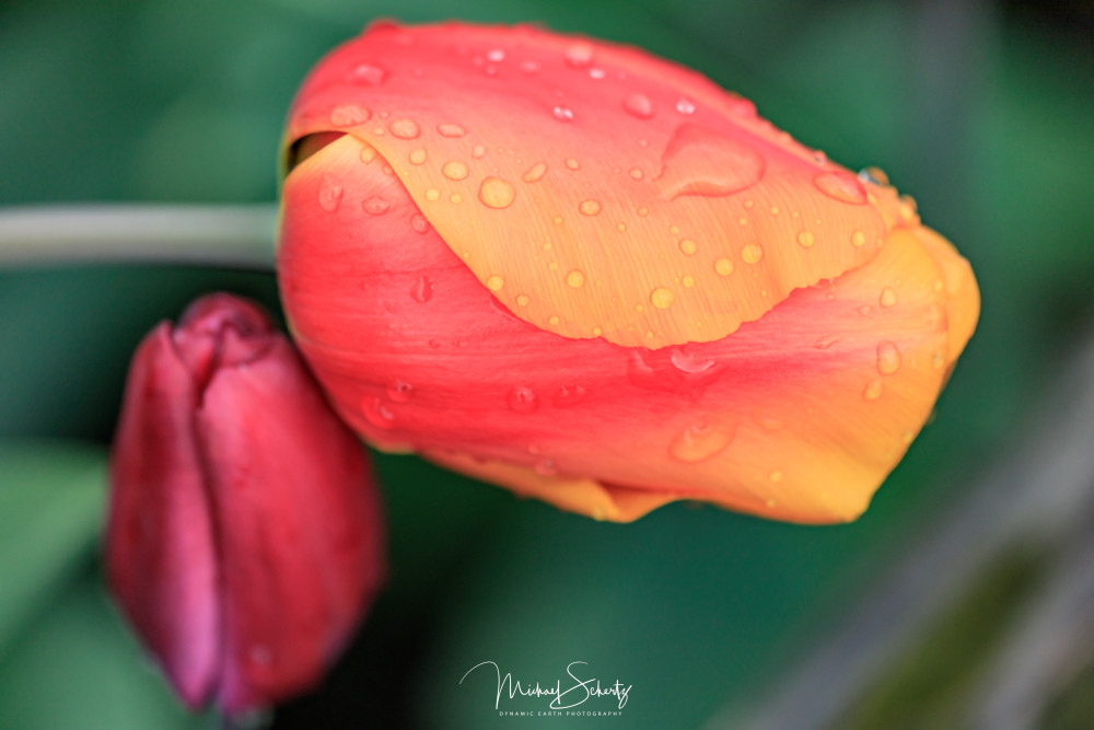 Heavy Tulip Photography Art | dynamicearthphotos